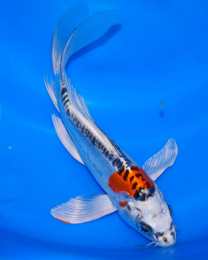 Koi Fish Stock Photos And Images - RF